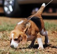 Brown Beagle dog