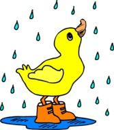 duck in boots in the rain