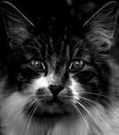 Portrait of black and white cat