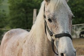 horse harness on farm