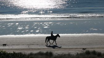 horse with rider on the beach in New Zealand