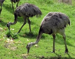 ostriches on green grass on a sunny day