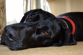 head of a shiny black dog in a red collar