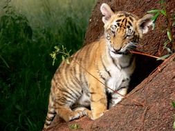 Funny young tiger