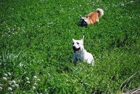 white labrador and red akita run across the green field