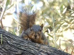 curious squirrel in wildlife