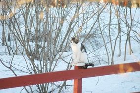 cat on a red fence in winter