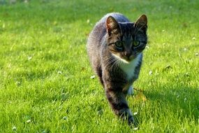 Cat Young on a green meadow close up