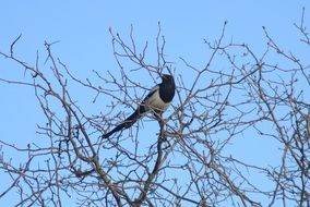 bird of predator on treetop