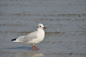 seagull walks on the water of the Baltic Sea