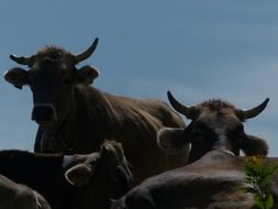 A herd of cows with big horns
