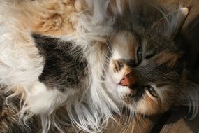 spotted fluffy cat resting on the couch