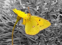 cute lovely Yellow Butterfly and Yellow Insect