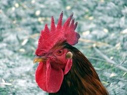 red head of domestic cock