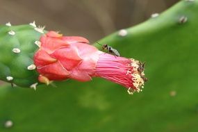 insect on cactus bud
