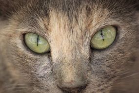 cat's face with green eyes very close