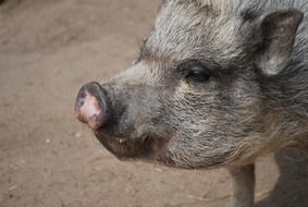gray pig with pink heel