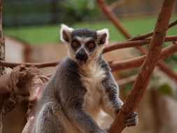 lemur on the branches in the park