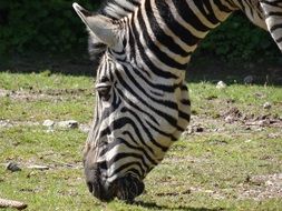 zebra eating grass in the meadow