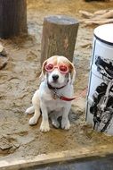 dog with pink glasses