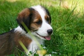 cute Puppy Dog in Meadow