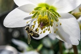 Bee Hard Working