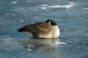 goose on the ice on a river close up