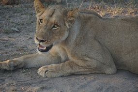 lion in safari in south africa