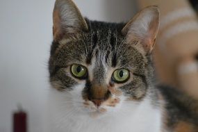 wonderful Kitty