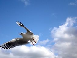 seagull flies on a background of white clouds in the sky