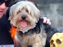 cute hairy terrier with tongue hanging out