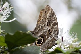 exotic owl butterfly on the flower, india