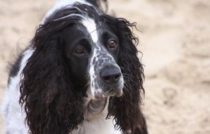 posing cute dog