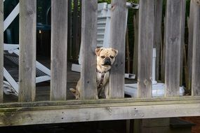 puppy behind a wooden fence