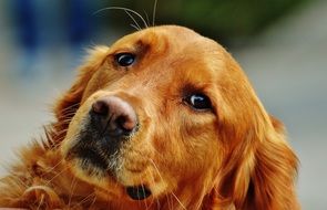 portrait of a charming golden retriever