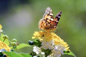 beautiful butterfly on the lantana bush