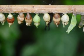 cocoons on the tree branch