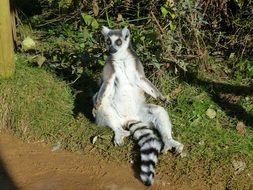 striped tail lemur in the sun