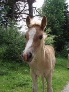 foal on a trail in a park