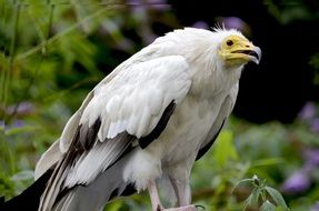 egyptian vulture in the wild