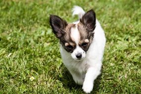 puppy of a chihuahua on green grass