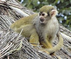 Monkey in Vincennes
