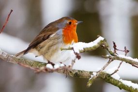 fluffy Beak Bird on the winter Branch