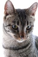 portrait of a staring cat