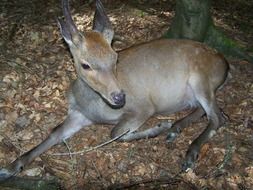 Roe Deer Wild