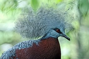 Living colorful scheepmaker crowned pigeon bird in nature