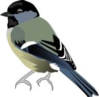 Tit Bird as a drawing on white