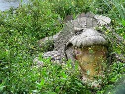 Crocodile in Cuba