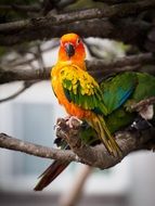 perched cute colorful parrot
