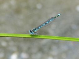 blue dragonfly on a green thin sheet